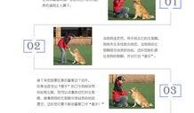 最新宠物爆料网站推荐,跟随最新爆料网站探索热门宠物趋势